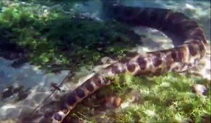 Ce qu'ils découvrent sous la surface de l'eau est incroyable : Python géant sur le fond du lac