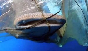 Des plongeurs sauvent un requin-baleine piégé dans un filet de pêche