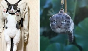 Sac-chat : cette tendance japonaise risque de vous surprendre