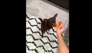 Ce chien n'imaginait qu'il serait si compliqué de manger une pizza