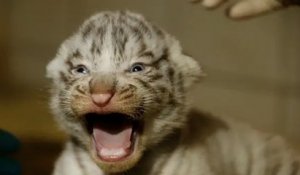 Carnet rose pour le zoo d''Amnéville, une tigresse a donné naissance à trois tigres blancs