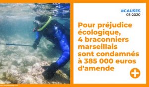 Pour préjudice écologique, 4 braconniers marseillais sont condamnés à 385 000 euros d'amende