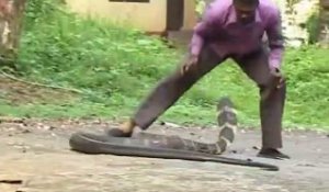 Il joue avec son cobra royal comme si c'était son chien