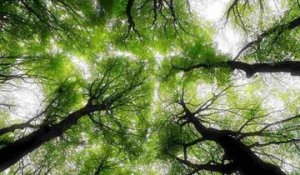 Émissions de CO2 : les forêts saturent