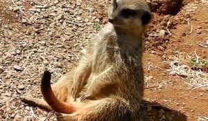 Un suricate lutte contre le sommeil