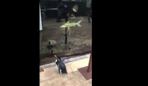 Un aquarium a fermé ses portes, ce qui a laissé l'occasion aux pingouins de le visiter et rencontrer d'autres animaux