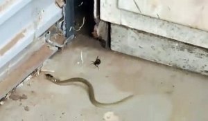 Un serpent se retrouve piégé dans la toile d'une araignée