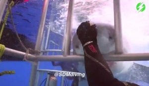 Un plongeur dans une cage se retrouve face à un grand requin blanc