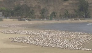Au Pérou, des milliers d'oiseaux réinvestissent les plages avec le départ des baigneurs