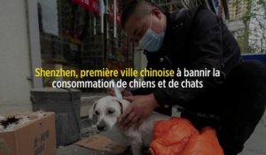 Shenzhen, première ville chinoise à bannir la consommation de chiens et de chats