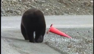 Un ours redresse un cône de signalisation