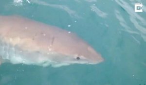 Un grand requin blanc met des coups de dents dans la coque de leur bateau