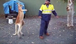 Ne jamais chercher les embrouilles à un kangourou