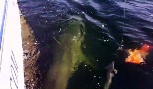 Ces pecheurs jouent avec un grand requin blanc