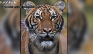 Dans le zoo du Bronx, une tigresse testée positive au Covid-19