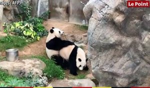 Hong Kong : le zoo fermé, un couple de pandas parvient enfin à se reproduire