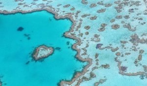 La Grande Barrière de corail vient de traverser son pire épisode de blanchissement, en raison du réchauffement climatique
