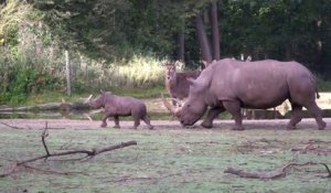 Ce bébé rhinocéros sème la panique dans le zoo et embête tout le monde