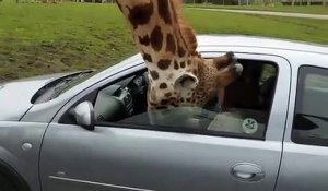 Refermer la vitre sur la tête d'une girafe : mauvaise idée