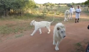 Un lion blanc saute dans un minibus de touristes