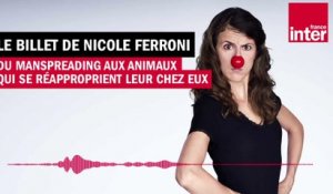 Du "manspreading" au retour des animaux - Le billet de Nicole Ferroni