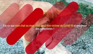 Covid-19 : les vérités du vétérinaire Thierry Bedossa