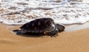 Coronavirus : les tortues pondeuses reprennent possession des plages thaïlandaises, désertées par les touristes