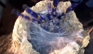 Il nourrit sa mygale bleue : animal magnifique et terrifiant