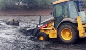 Un rhinocéros piégé dans la boue sauvé avec une pelleteuse