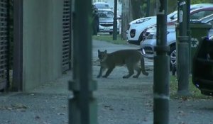 Aux quatre coins du monde, les animaux profitent du confinement pour se balader en centres-villes