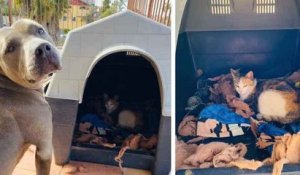 Au Mexique, un pitbull invite une chatte errante dans sa niche et l'aide à accoucher