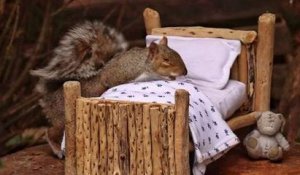 En Angleterre, une femme fabrique un lit minuscule pour les écureuils