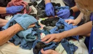 En Australie, une chienne a donné naissance à...21 chiots !