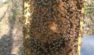 «En 20 ans, je n'avais jamais vu ça», un apiculteur stupéfait par la production de miel par ses abeilles