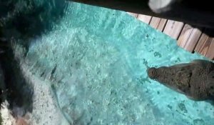 Un énorme crocodile se balade sous leur ponton