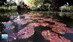 Jardin de Giverny : la maison de Monet à l'épreuve du confinement