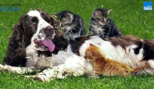 Actualités vétérinaires - Luc s'occupe de nos animaux
