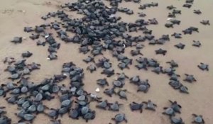 Des milliers de bébés tortues naissent sur des plages désertées en Inde