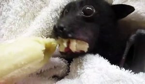 Quoi de plus adorable qu'une chauve-souris qui mange sa banane