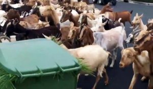 Des centaines de chèvres s'échappent et envahissent les rues d'une ville de Californie