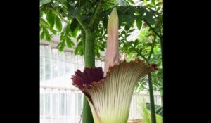 Les images de la floraison de "la plus grande fleur au monde" en Belgique