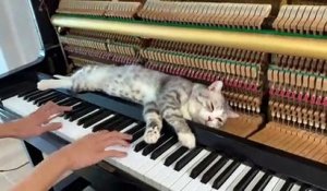 Jouer Du Piano Avec Son Chat Faineant Sur Orange Videos