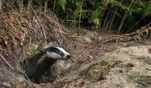 Reprise de la chasse aux blaireaux : les militants écologistes s'indignent et dénoncent une pratique cruelle