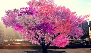 Cet arbre produit 40 fruits différents