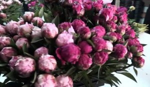 Pivoine : la plus belle des fleurs de mai