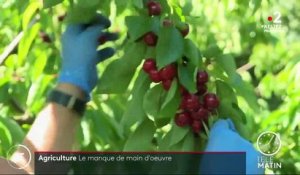 Coronavirus : le problème de la main d’oeuvre inquiète les agriculteurs du Vaucluse