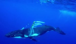 Une baleine à bosse vient demander de l'aide à des plongeur