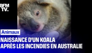 Un koala naît dans un parc en Australie pour la première fois depuis les feux qui ont ravagé le pays