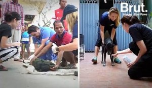 Au Cambodge, des associations soignent des centaines de chiens et chats errants