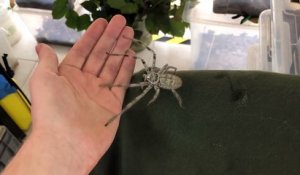 Il s'amuse avec son araignée géante : Huntsman Spider